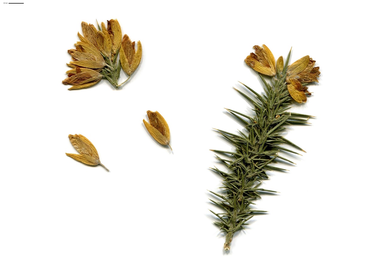 Ulex gallii (Fabaceae)